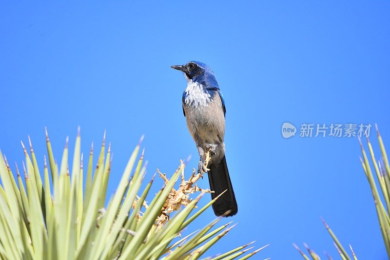 西方灌丛鸦