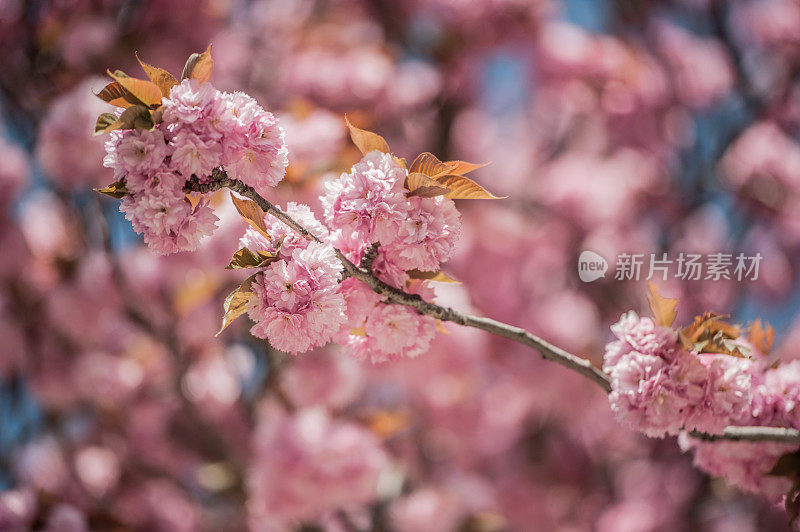 春天巴黎街头的樱花树