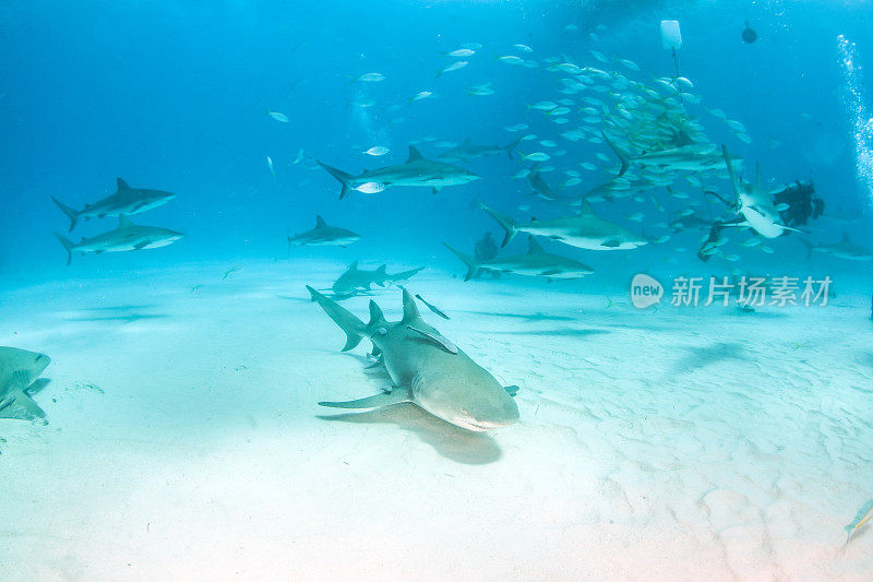 巴哈马群岛的加勒比礁鲨和柠檬鲨