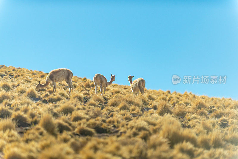 大羊驼在拉古纳斯米斯坎蒂和米尼克斯-阿塔卡马沙漠，智利