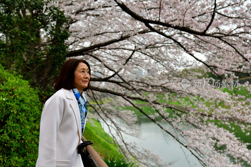 日本女子在东京公园欣赏樱花