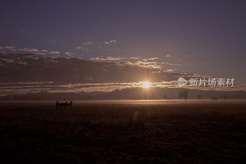 日出时有马和雾的乡村景象