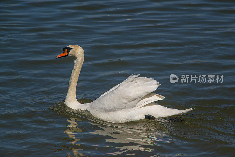 塞尔维亚贝尔格莱德多瑙河岸边的天鹅