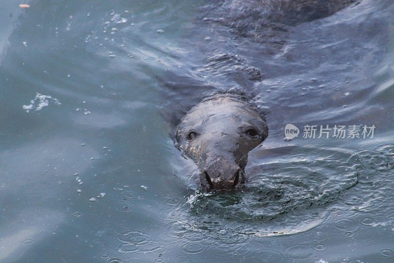 港海豹