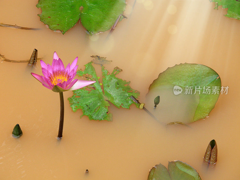 近看美丽的红莲、荷花、睡莲