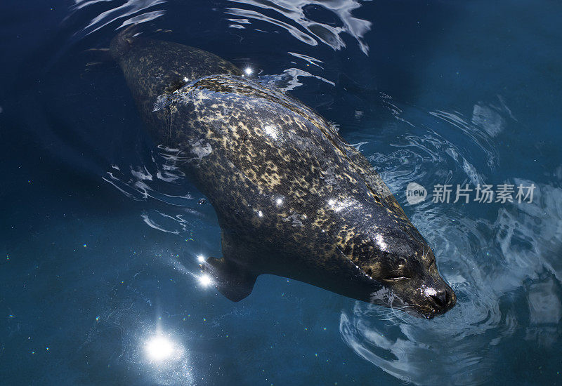 海豹在阳光普照的水中游泳