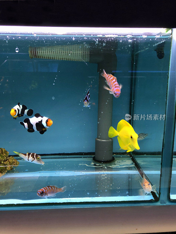 热带海水咸水海洋水族馆鱼缸的图像，装有滤网和外部过滤系统，过滤水质良好，黑色、白色和橙色的小丑鱼、黄色的汤鱼和河豚，可游泳的清水供水生宠物商店出售