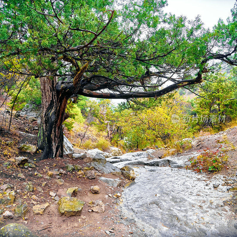 秋天的老杜松树生长在山坡上，溪边，克里米亚
