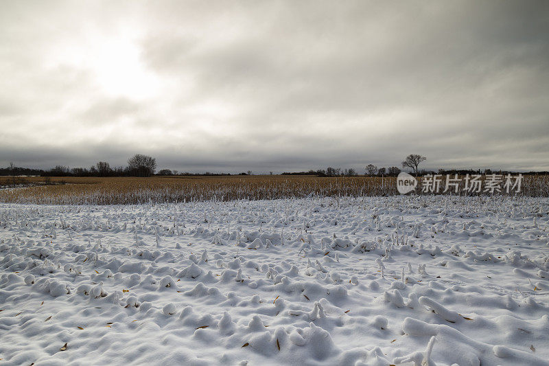 玉米田的雪