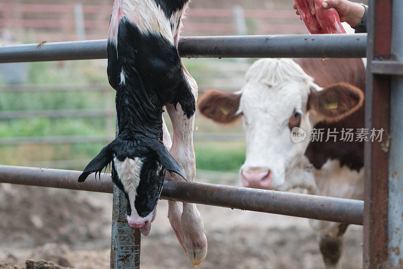 新生牛犊试图呼吸