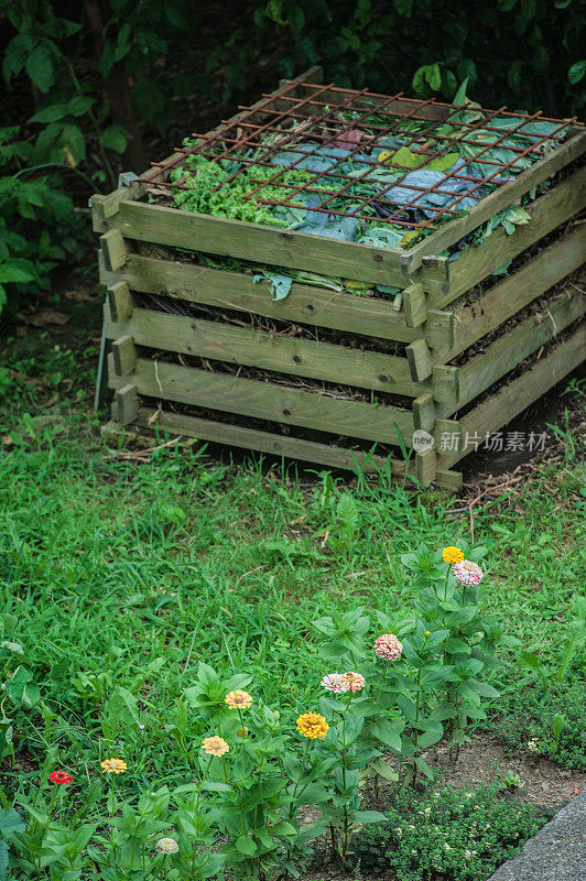 开花百日花和百里香附近的有机木堆肥菜园