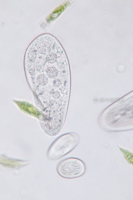 尾草履虫是显微镜下的单细胞纤毛原生动物和细菌属。