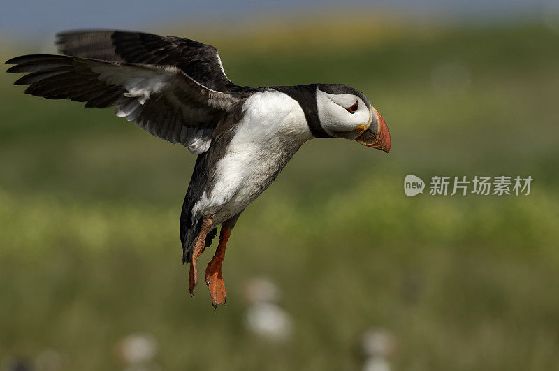 飞海雀(北极兄弟)