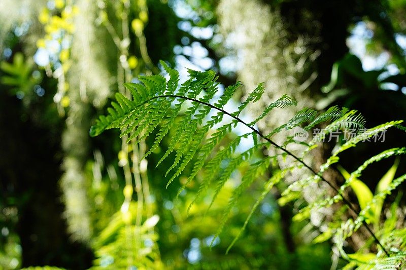 花园里美丽的蕨类植物叶子