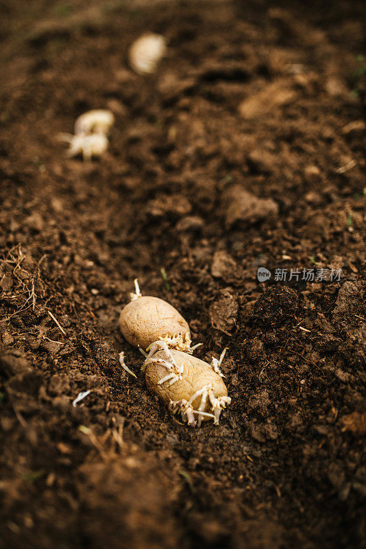 种植有机土豆。本土生产。