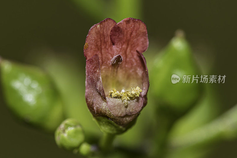 加州玄参是一种开花植物，在战斗草科，是众所周知的共同名称加利福尼亚战斗草和加利福尼亚蜂植物。Pepperwood自然保护区;圣罗莎;加州的索诺玛县。Scrophurariaceae。