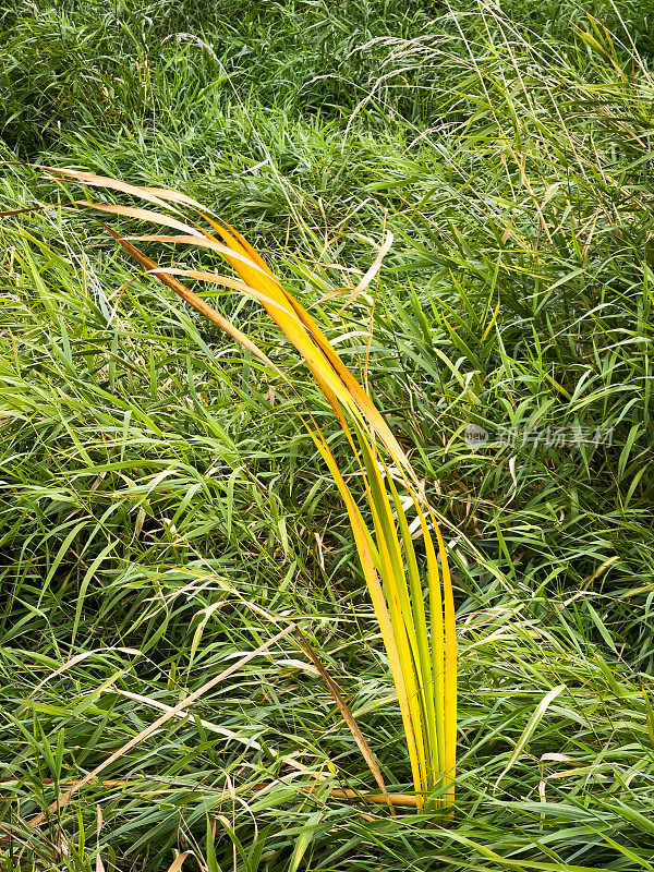 湿地中的芦苇