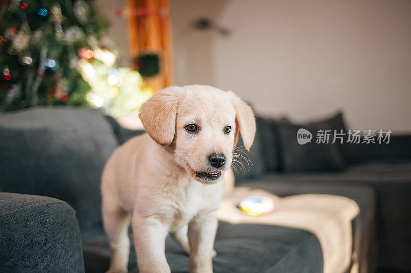 拉布拉多猎犬小狗在沙发上玩玩具