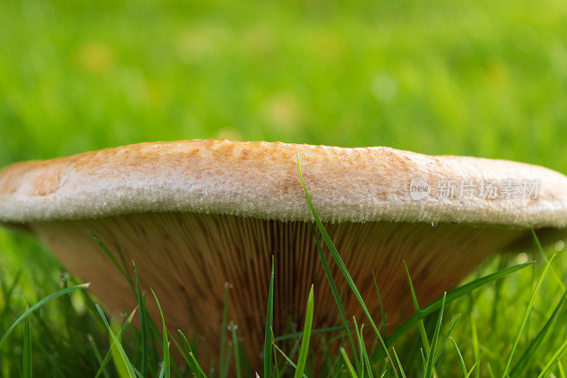 近距离观察渐开线黄花杉，通常被称为棕色卷缘，普通卷缘，或毒黄花杉