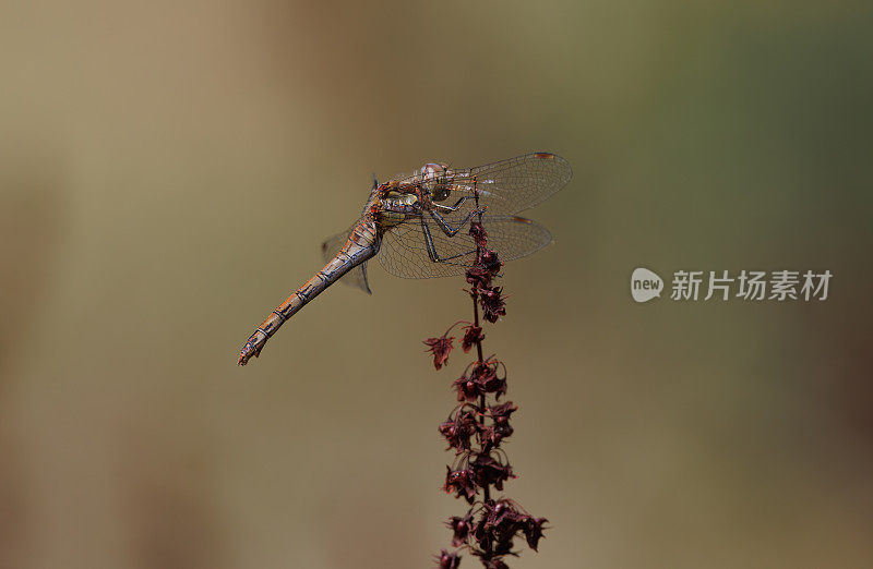 飞镖蜻蜓(黄纹蜻蜓)