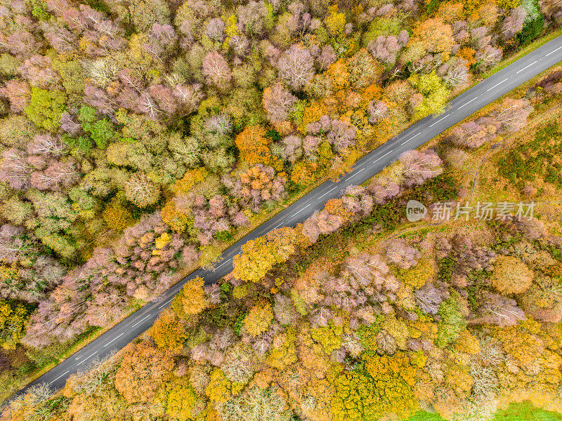 穿越偏僻林地的道路