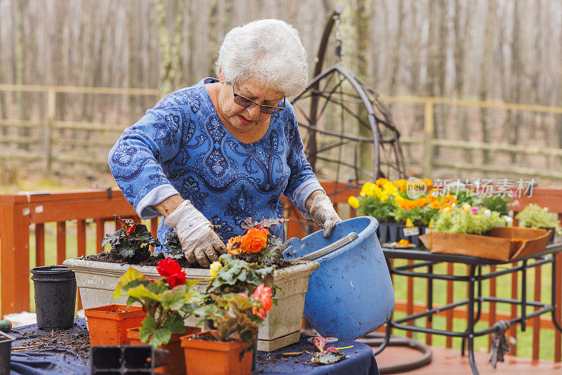 聚精会神，大妈在阳台上的花盆里种秋海棠，花盆里加土。