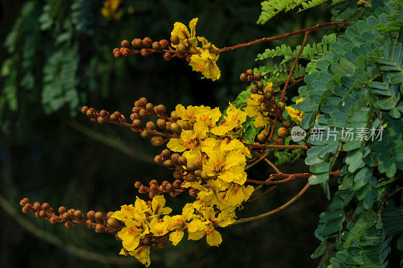 黄豆树之花，亚齐