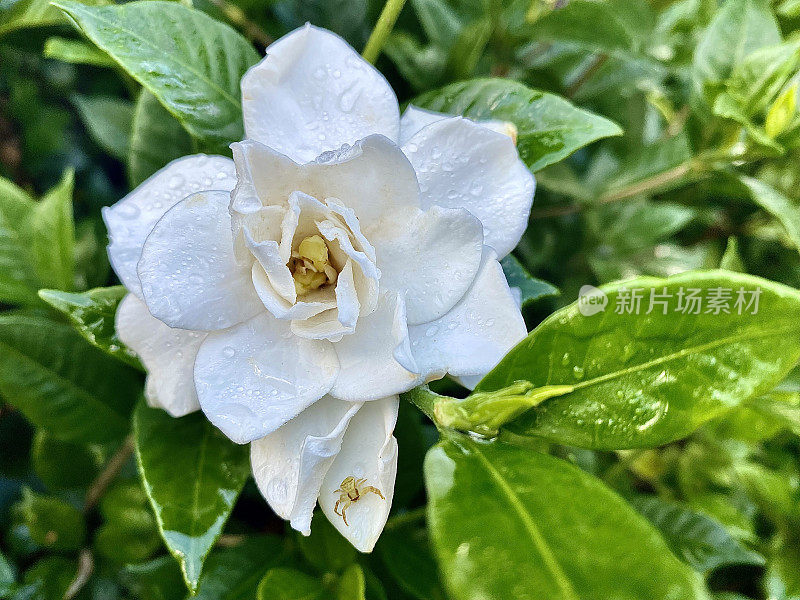 栀子花和蜘蛛