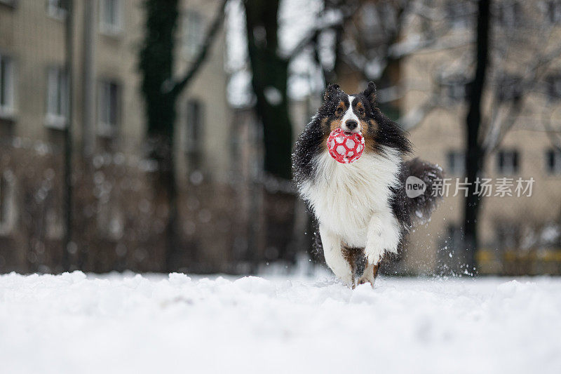 雪莉牧羊犬玩智慧球