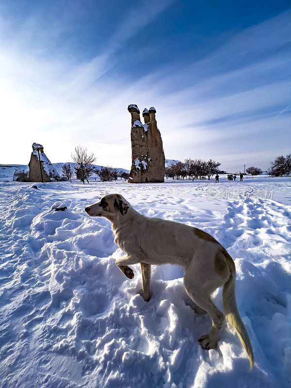 狗在前面的岩石胡毒雪