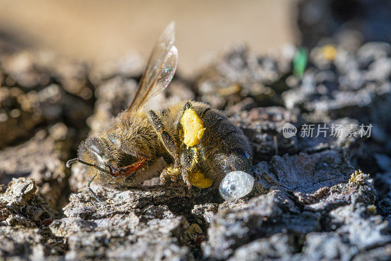 死去的蜜蜂，在冬天被冻住了，她的毒刺被冻成了一个球。