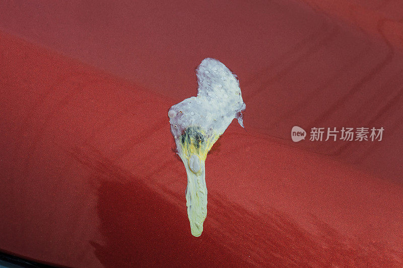 鸟滴在汽车引擎盖背景上的污点。肮脏的鸟屎污渍在红色金属车辆闪亮的表面接近