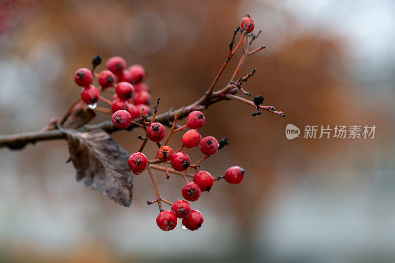 花楸在树枝上。