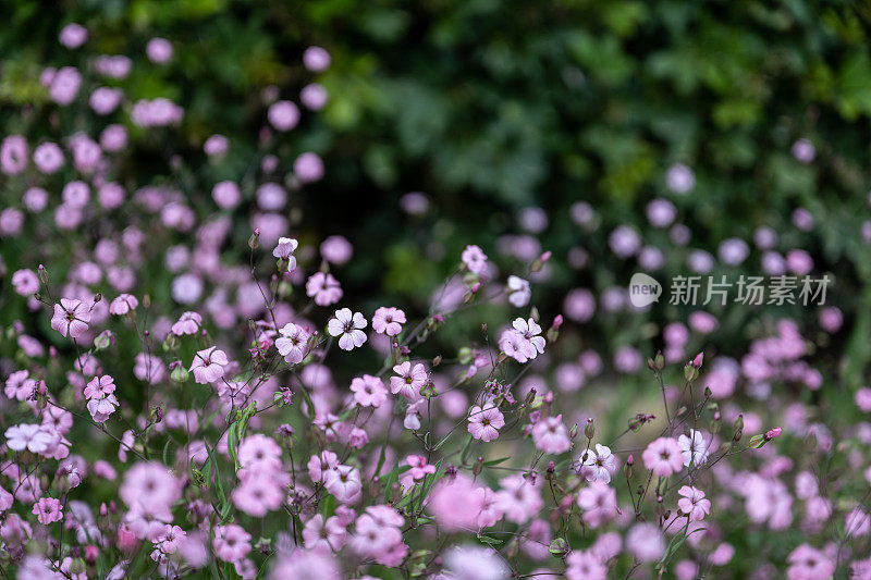 草地上开着粉红色的野花