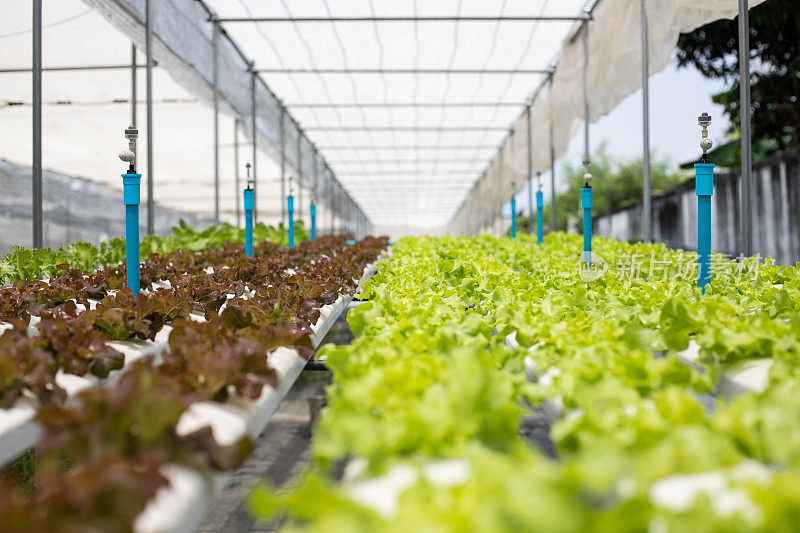 水培概念塑料管道蔬菜