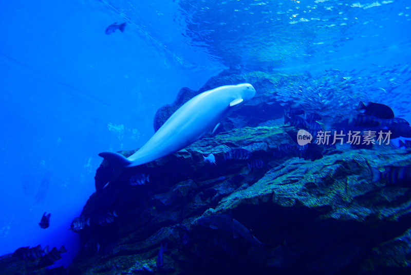 与江豚一起潜水，日本宫城