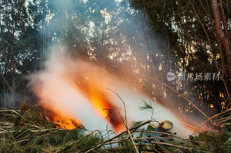 篝火在森林中产生浓烟