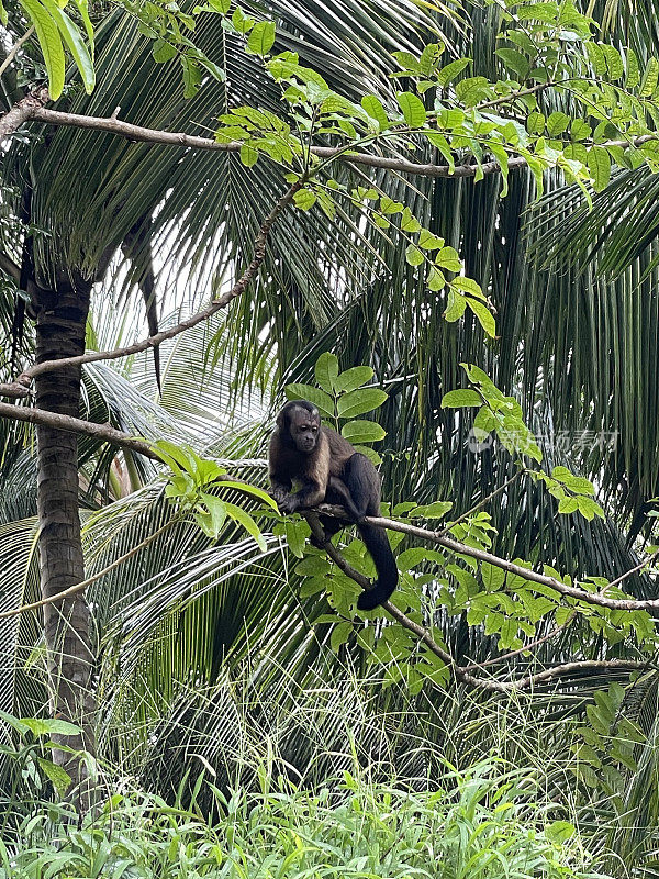 猴子在热带丛林亚马逊在法属圭亚那