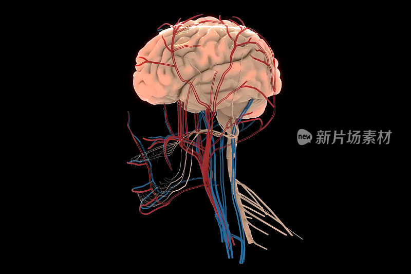 3D医学概念