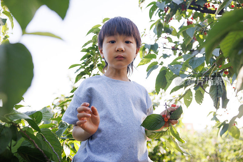 一个亚洲男孩在樱桃园里玩耍