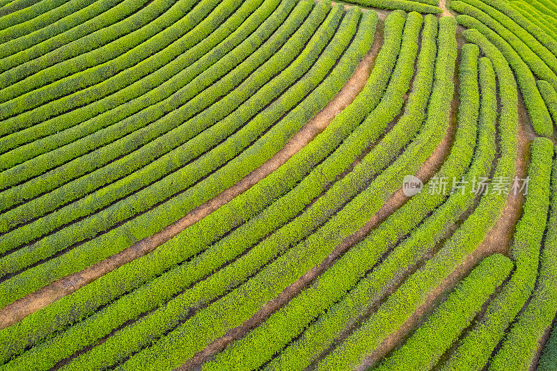 春天俯瞰茶园