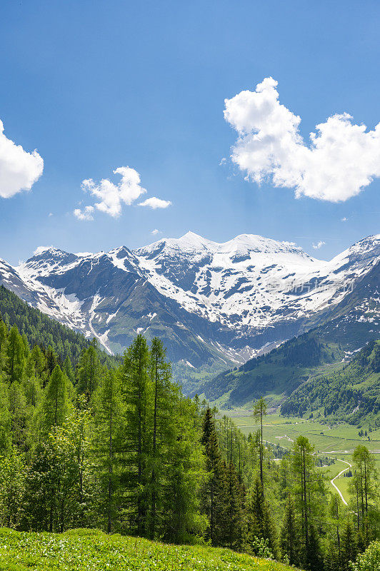 春天的奥地利，白雪覆盖的阿尔卑斯山脉和前景中的高山草地