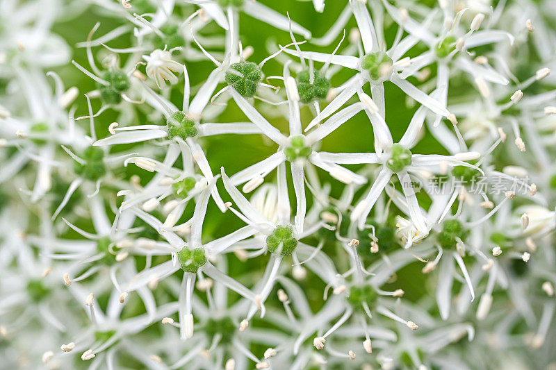 葱属植物