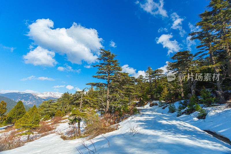 山中的雪松林