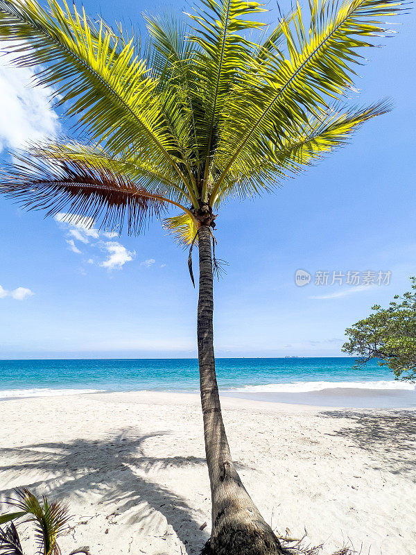 哥斯达黎加海滩上的一棵棕榈树