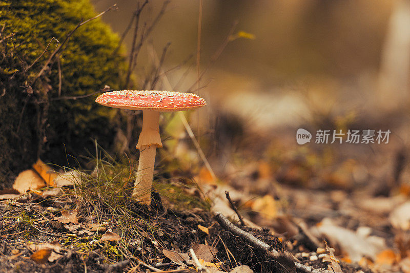 飞木耳或飞伞红菇，有白色斑点