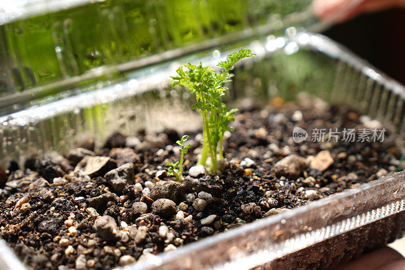 近距离观察由可回收透明塑料箱制成的小型DIY温室，用于种植植物幼苗