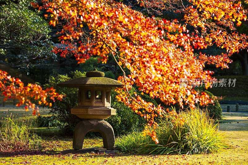 日本秋日花园中的石兰