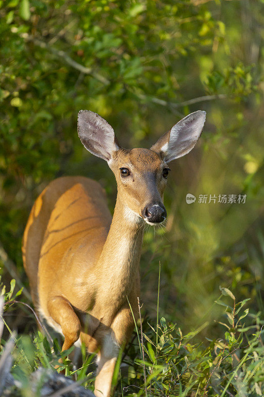 年轻的母鹿面对镜头，竖起耳朵，在茂密的植被中行走