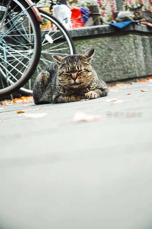 流浪猫在公园里闲逛